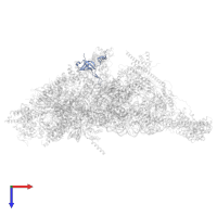 Small ribosomal subunit protein bS1m in PDB entry 7po1, assembly 1, top view.