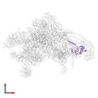 Small ribosomal subunit protein mS34 in PDB entry 7po2, assembly 1, front view.