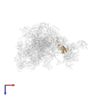 Large ribosomal subunit protein uL18m in PDB entry 7po4, assembly 1, top view.