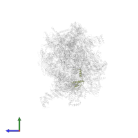 Large ribosomal subunit protein bL32m in PDB entry 7po4, assembly 1, side view.