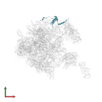 Large ribosomal subunit protein mL62 in PDB entry 7po4, assembly 1, front view.