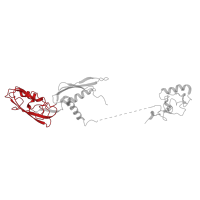 The deposited structure of PDB entry 7py3 contains 2 copies of Pfam domain PF01000 (RNA polymerase Rpb3/RpoA insert domain) in DNA-directed RNA polymerase subunit alpha. Showing 1 copy in chain B.