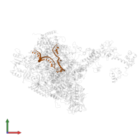 tDNA in PDB entry 7py6, assembly 1, front view.