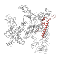 The deposited structure of PDB entry 7pyj contains 1 copy of Pfam domain PF05000 (RNA polymerase Rpb1, domain 4) in DNA-directed RNA polymerase subunit beta'. Showing 1 copy in chain D.