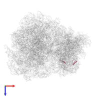 Small ribosomal subunit protein eS30 in PDB entry 7q0p, assembly 1, top view.