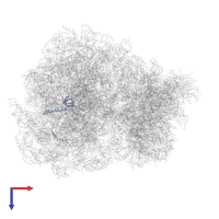 Large ribosomal subunit protein eL21 in PDB entry 7q0r, assembly 1, top view.