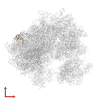 Large ribosomal subunit protein uL24 in PDB entry 7q0r, assembly 1, front view.