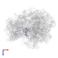 Large ribosomal subunit protein uL5 in PDB entry 7q4k, assembly 1, top view.