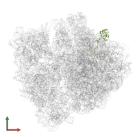 Large ribosomal subunit protein uL15 in PDB entry 7q4k, assembly 1, front view.