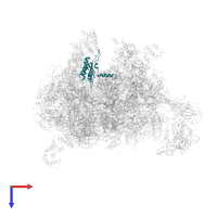 Large ribosomal subunit protein uL22m in PDB entry 7qh7, assembly 1, top view.