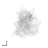 Large ribosomal subunit protein uL23m in PDB entry 7qh7, assembly 1, side view.