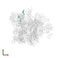Large ribosomal subunit protein mL41 in PDB entry 7qh7, assembly 1, front view.