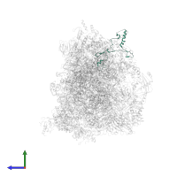 Large ribosomal subunit protein mL41 in PDB entry 7qh7, assembly 1, side view.