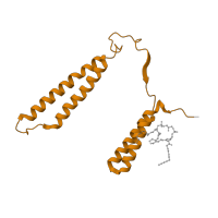 The deposited structure of PDB entry 7qho contains 2 copies of Pfam domain PF12270 (Cytochrome c oxidase subunit IV) in Cytochrome c oxidase polypeptide 4. Showing 1 copy in chain G.