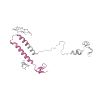 The deposited structure of PDB entry 7qho contains 2 copies of Pfam domain PF10939 (Protein of unknown function (DUF2631)) in Uncharacterized membrane protein Cgl2017/cg2211. Showing 1 copy in chain I.