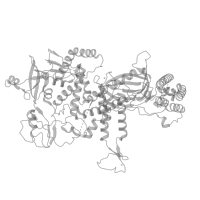 The deposited structure of PDB entry 7qhs contains 1 copy of Pfam domain PF03104 (DNA polymerase family B, exonuclease domain) in DNA polymerase epsilon catalytic subunit A. Showing 1 copy in chain L [auth G] (this domain is out of the observed residue ranges!).