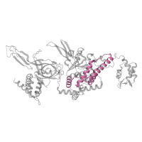 The deposited structure of PDB entry 7qhs contains 1 copy of Pfam domain PF17855 (MCM AAA-lid domain) in DNA replication licensing factor MCM5. Showing 1 copy in chain O [auth 5].