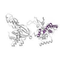 The deposited structure of PDB entry 7qhs contains 1 copy of Pfam domain PF17855 (MCM AAA-lid domain) in DNA replication licensing factor MCM7. Showing 1 copy in chain E [auth 7].