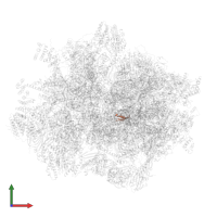 Large ribosomal subunit protein bL36m in PDB entry 7qi5, assembly 1, front view.