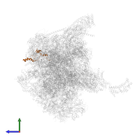 Large ribosomal subunit protein mL41 in PDB entry 7qi5, assembly 1, side view.