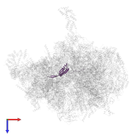 Large ribosomal subunit protein mL48 in PDB entry 7qi5, assembly 1, top view.