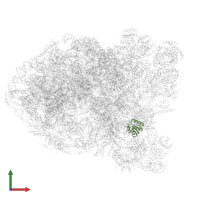 Large ribosomal subunit protein eL30 in PDB entry 7r7a, assembly 1, front view.