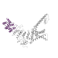 The deposited structure of PDB entry 7rau contains 4 copies of Pfam domain PF12796 (Ankyrin repeats (3 copies)) in Transient receptor potential cation channel subfamily V member 3. Showing 1 copy in chain A.