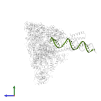 Product RNA in PDB entry 7rdy, assembly 1, side view.