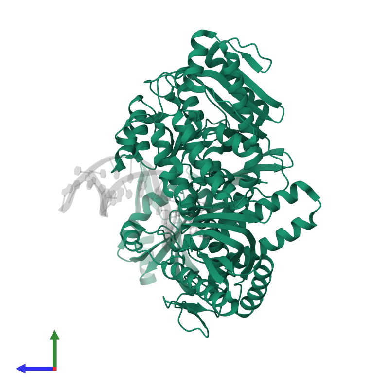 DNA polymerase in PDB entry 7rsr, assembly 1, side view.