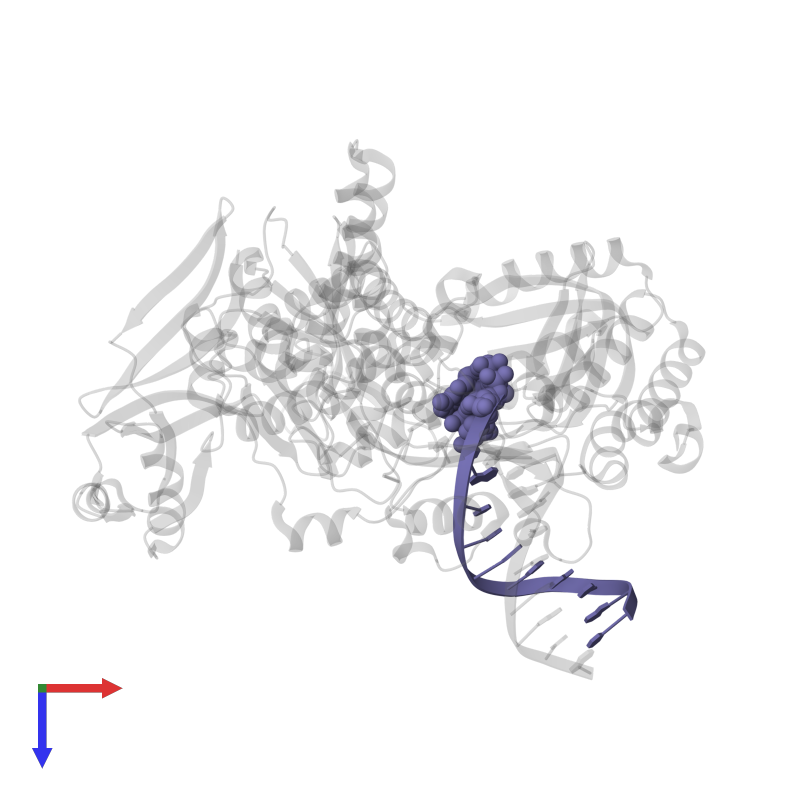 Primer in PDB entry 7rsr, assembly 1, top view.