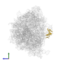 Large ribosomal subunit protein uL6 in PDB entry 7ryh, assembly 1, side view.