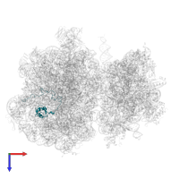 Large ribosomal subunit protein uL15 in PDB entry 7ryh, assembly 1, top view.