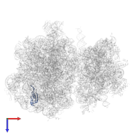 Large ribosomal subunit protein uL23 in PDB entry 7ryh, assembly 1, top view.