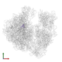 Large ribosomal subunit protein bL28 in PDB entry 7ryh, assembly 1, front view.