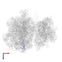 Large ribosomal subunit protein bL28 in PDB entry 7ryh, assembly 1, top view.