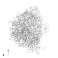 Large ribosomal subunit protein uL29 in PDB entry 7ryh, assembly 1, side view.