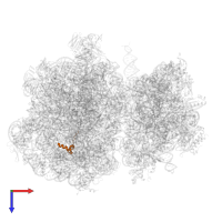 Large ribosomal subunit protein bL34 in PDB entry 7ryh, assembly 1, top view.