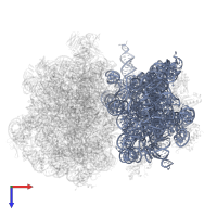 16S ribosomal RNA in PDB entry 7ryh, assembly 1, top view.