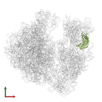 Small ribosomal subunit protein uS3 in PDB entry 7ryh, assembly 1, front view.