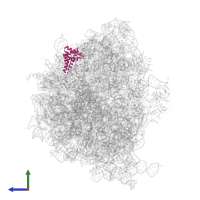 Small ribosomal subunit protein uS7 in PDB entry 7ryh, assembly 1, side view.