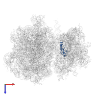 Small ribosomal subunit protein uS13 in PDB entry 7ryh, assembly 1, top view.