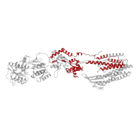 The deposited structure of PDB entry 7rz4 contains 4 copies of Pfam domain PF00060 (Ligand-gated ion channel) in Glutamate receptor 2. Showing 1 copy in chain A.