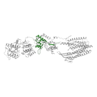 The deposited structure of PDB entry 7rz4 contains 4 copies of Pfam domain PF10613 (Ligated ion channel L-glutamate- and glycine-binding site) in Glutamate receptor 2. Showing 1 copy in chain A.
