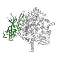 The deposited structure of PDB entry 7sh0 contains 2 copies of Pfam domain PF17900 (Peptidase M1 N-terminal domain) in Endoplasmic reticulum aminopeptidase 2. Showing 1 copy in chain A.