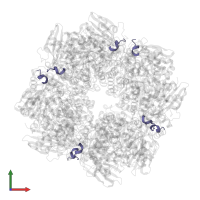Carboxysome shell carbonic anhydrase in PDB entry 7smk, assembly 1, front view.