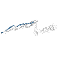 The deposited structure of PDB entry 7sqj contains 2 copies of Pfam domain PF00700 (Bacterial flagellin C-terminal helical region) in Flagellin. Showing 1 copy in chain A.