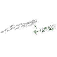 The deposited structure of PDB entry 7sqj contains 2 copies of Pfam domain PF12445 (Flagellin protein ) in Flagellin. Showing 1 copy in chain A.