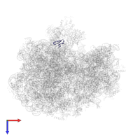 Large ribosomal subunit protein bL36A in PDB entry 7st2, assembly 1, top view.