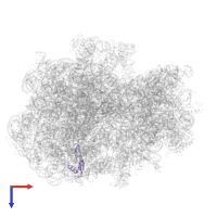 Large ribosomal subunit protein bL28 in PDB entry 7st6, assembly 1, top view.