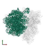 23S ribosomal RNA in PDB entry 7st7, assembly 1, front view.